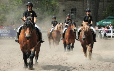 Fotoreportaż – XVI Czempionat Koni Zimnokrwistych, Kętrzyn 2016, pokazy konne