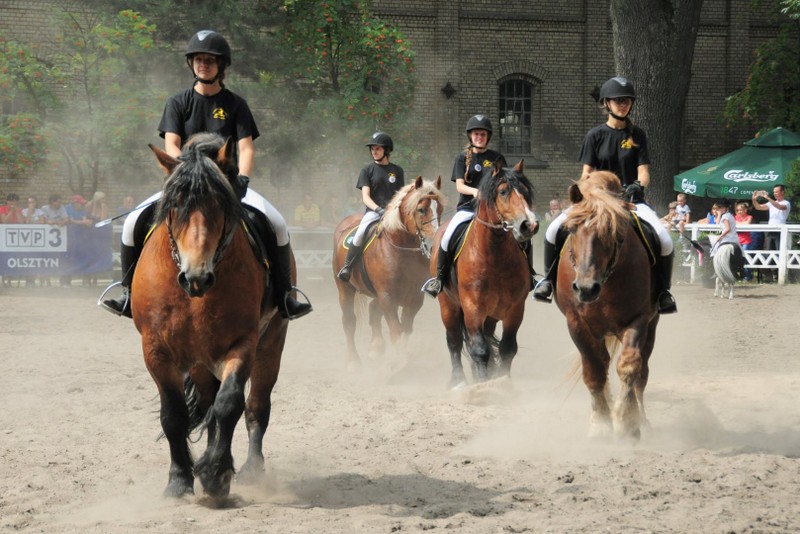 Fotoreportaż – XVI Czempionat Koni Zimnokrwistych, Kętrzyn 2016, pokazy konne